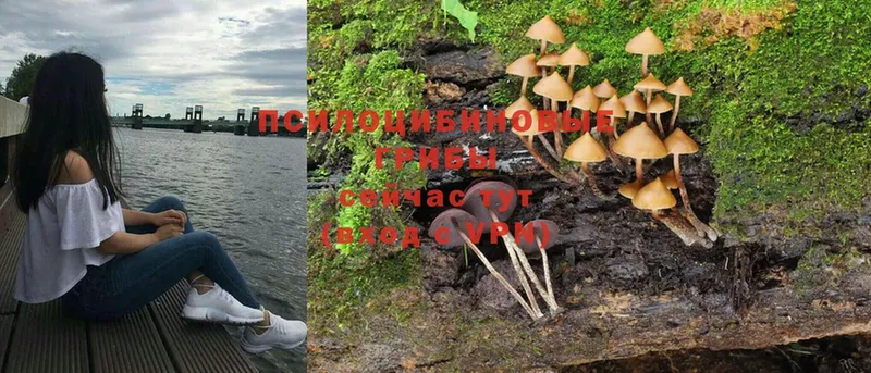 Псилоцибиновые грибы MAGIC MUSHROOMS  Мглин 